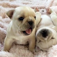 Panda - Dòng thời gian