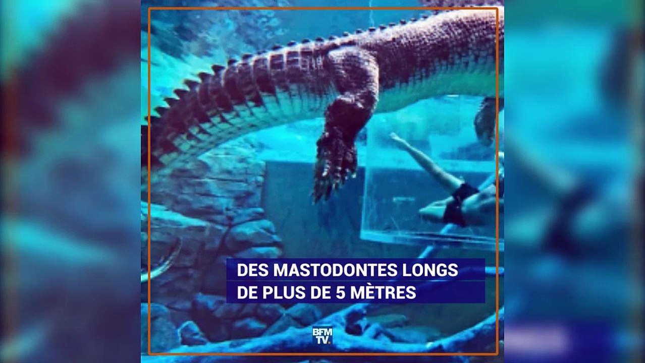 Et vous, oseriez-vous plonger avec les crocodil...