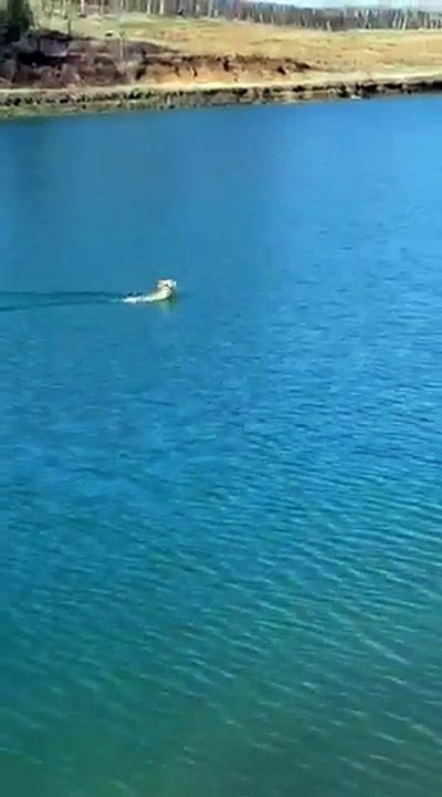 Un Liévre traverse un lac a la nage !