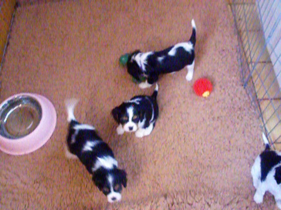 vidéo du 01 mars 2017 012