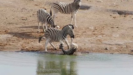 Un zèbre tente de tuer un petit