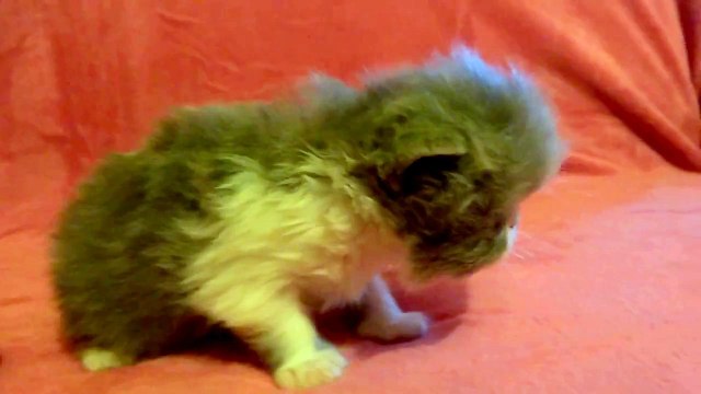 Chatons persans et exotics shorthair %2C 18 jours