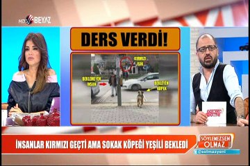 İnsanlar kırmızı geçti ama sokak köpeği yeşili bekledi