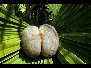 Thẹn đỏ mặt với trái cây hình "vòng 3" ngồn ngồn gợi cảm!!!