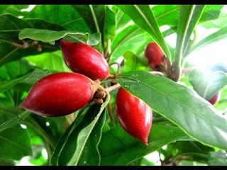 Chuyện khó tin - Thần kỳ loài quả có thể hóa cay đắng thành ngọt ngào