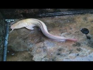 Chuyện lạ có thật .vn - Cá trê trắng "thành tinh" ăn thịt người[Chuyện không dành cho người yếu tim