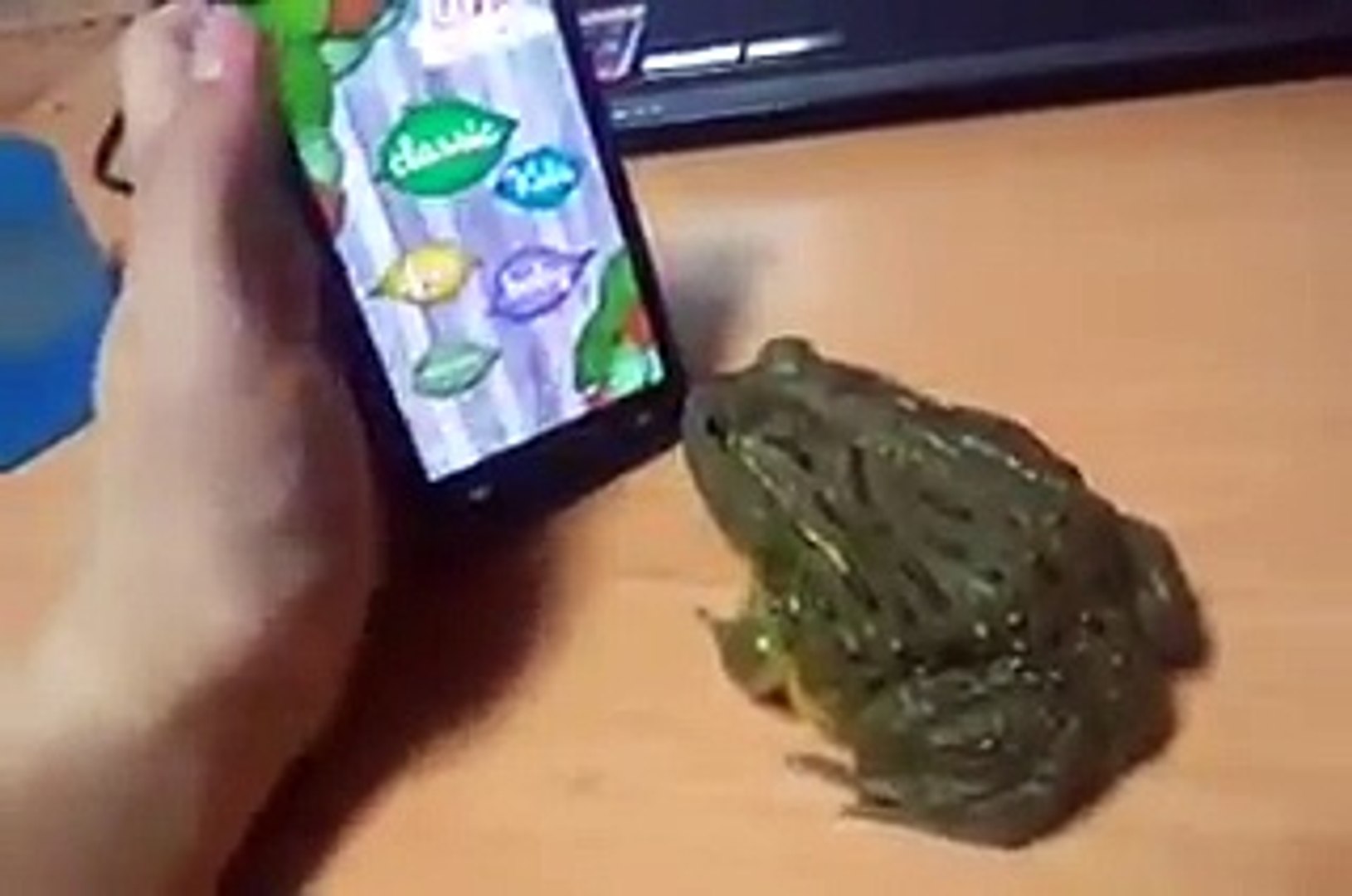 ⁣Frog Playing Game on Mobile