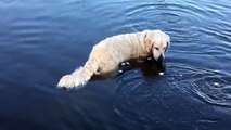 En voyant ce chien immobile dans l'eau, ils étaient loin d'imaginer ce qui allait se passer quelques secondes plus tard.