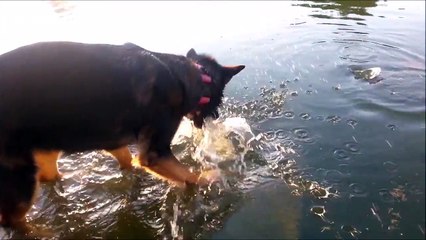 German shepherd catches fish in pond