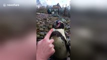 Penguin is 'hypnotised' by visitor at London zoo