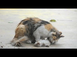 Xót xa cảnh tượng mèo mẹ liếm xác mèo con bị giết chết dã man giữa khu dân cư