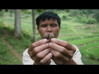 Chuyện lạ Việt Nam - Cây trám "đẻ ra tiền" ở Lạng Sơn