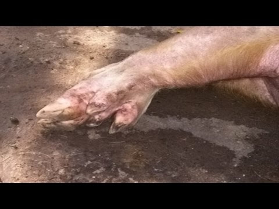 Chuyện lạ Việt Nam - Thực hư chuyện heo thành tinh 5 móng báo oán