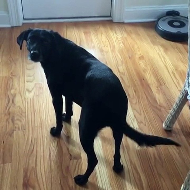 Dog clearly understands human spelling