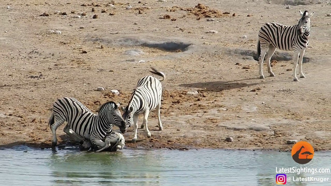 Un zèbre essaie de tuer une jeune zèbre en le noyant!