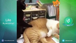 Funny Cats Compilation 2016