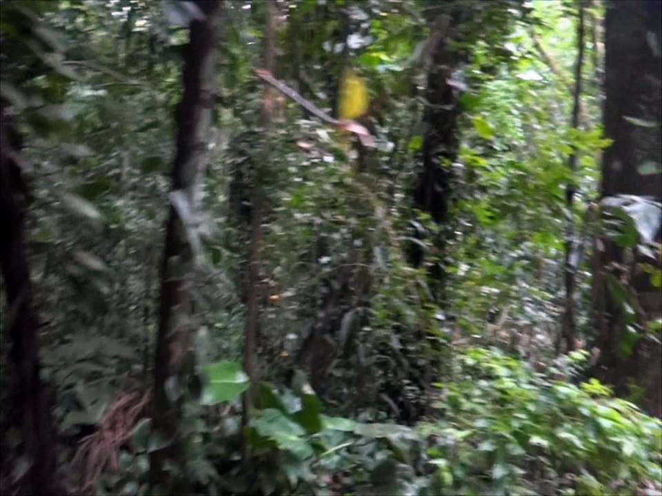 Meditação e energização dos chakras Cardíaco e Coronário