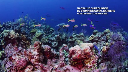 Diving a Living Rainbow of Corals at Razorback Wall