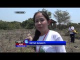 Ribuan Umat Buddha Gelar Aksi Tanam Puluhan Ribu Mangrove di Pantai Hutan Kota Surabaya - NET12