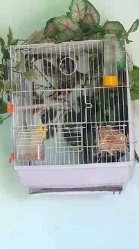 Magnifique Couple Chardonneret Mâle et femelle canari زوج رائع حسون ذكر أنثى كناري de : Azzdin Ove