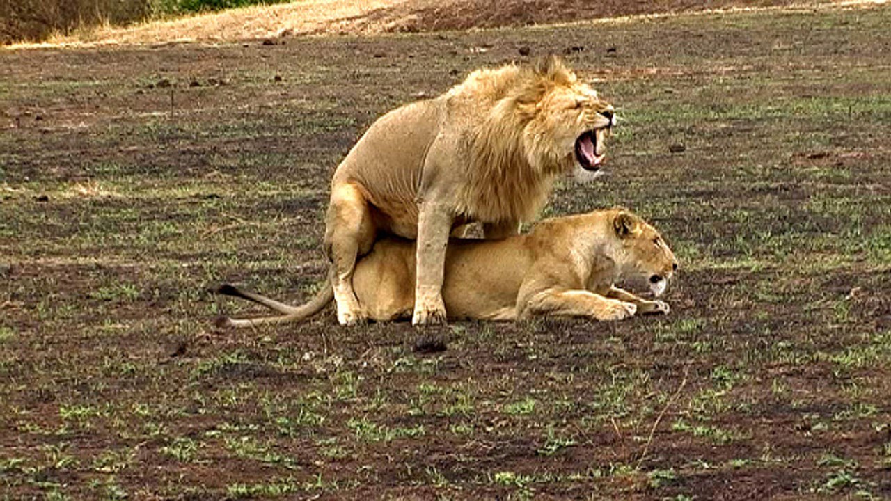 dag 8: Ngorongoro CA - 19/11/16