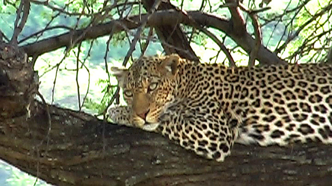 dag 10: Serengeti NP - 21/11/16