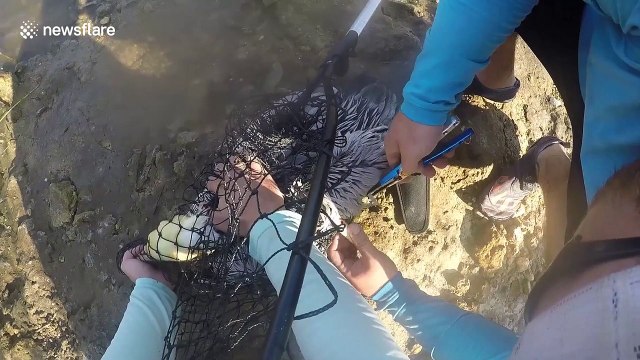 Kayakers rescue pelican in distress