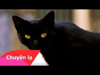 Chuyện lạ Việt Nam - Thực hư chuyện linh miu hồi sinh xác chết