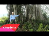 Chuyện cây đa thần chế ngự hòn đá mặt quỹ trên núi ở Bình Định