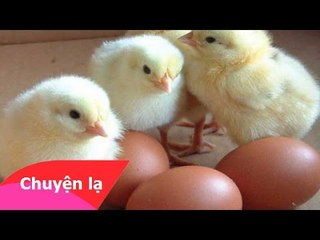 Đáp án của các nhà khoa học: Gà có trước trứng!!!