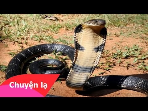 Chuyện nhân quả - Quả báo của việc ăn thịt rắn thần