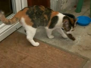 Caramela joue avec une souris