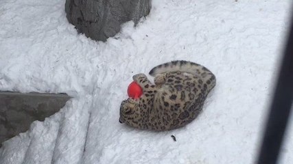 Une panthère des neiges joue avec une balle