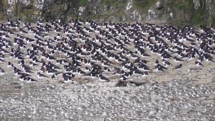 Grande Marée  Baie Saint Brieuc 28 Février 2017