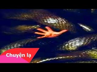 Rùng rợn đồn thổi ngài rắn khổng lồ báo oán ở Bắc Giang