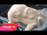 Chuyện khó tin - Lợn sinh ra voi!!!