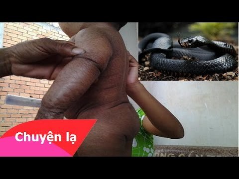 Chuyện nhân quả - Rắn thần về báo oán ở vương quốc hành