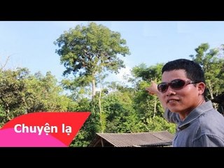Bí ẩn chuyện không ai dám lấy mật ở cây thần có cả trăm tổ ong