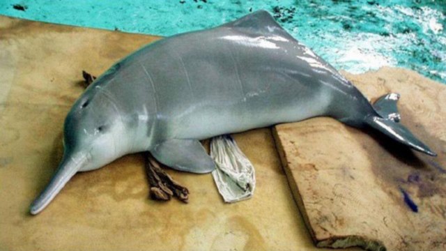 15 ANIMAIS EXTINTOS RECENTEMENTE