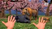 Рифмы животных, Мультфильмы для детей Finger Семья Дети потешки | животных Finger семья