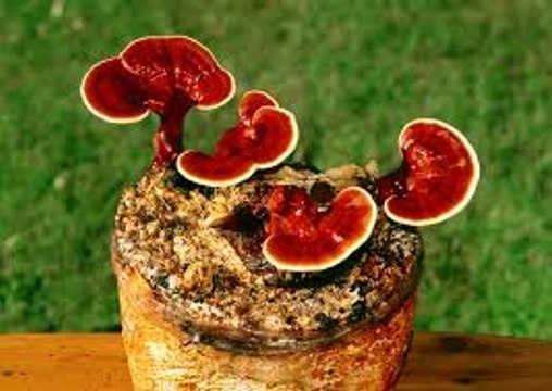 114. Ganoderma Lucidum or Reishi - A very useful fungus, called Of the eternal youth ....