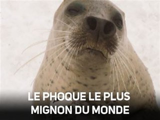 Instant meûgnon : le phoque et sa peluche