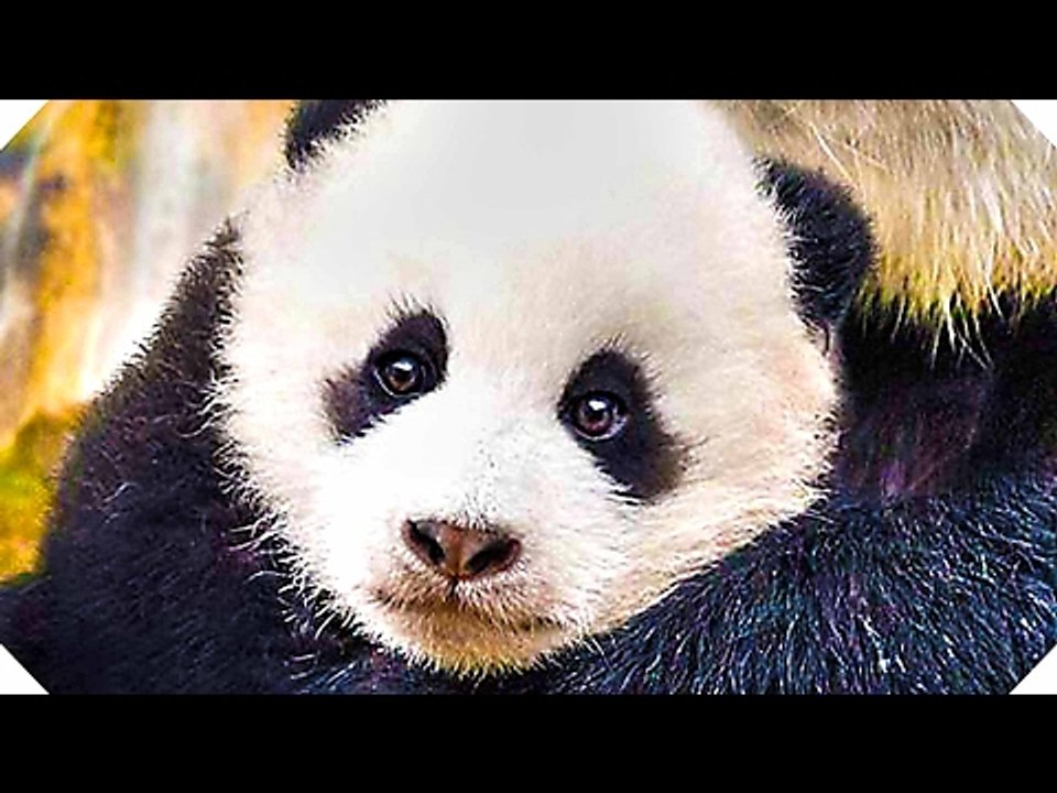 NÉS EN CHINE Bande Annonce VF (Disney, 2017)