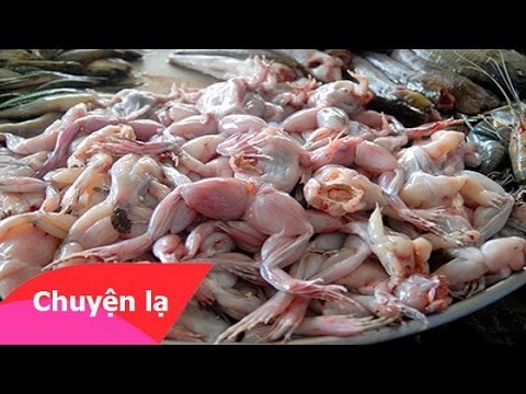 Chuyện khó tin - Quả báo cho những người thích ăn thịt ếch