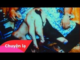 Chuyện lạ khó tin - Người đầu thai thành lợn