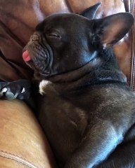 Passed Out With His Tongue Out