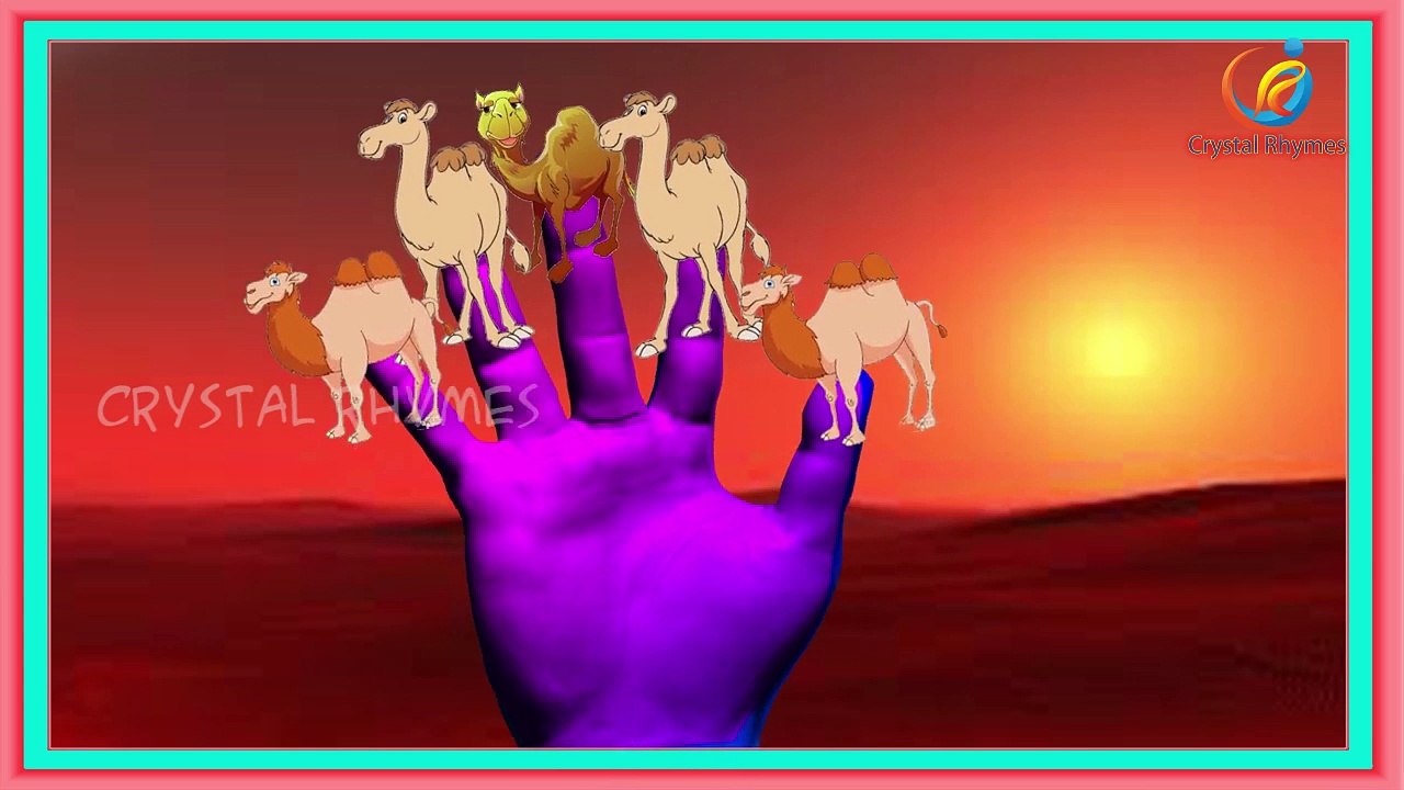 Camel finger family Nursery 3d rhymes for preschool toddlers