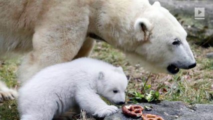 Nearly 500 animals have died at a British zoo in the last 4 years