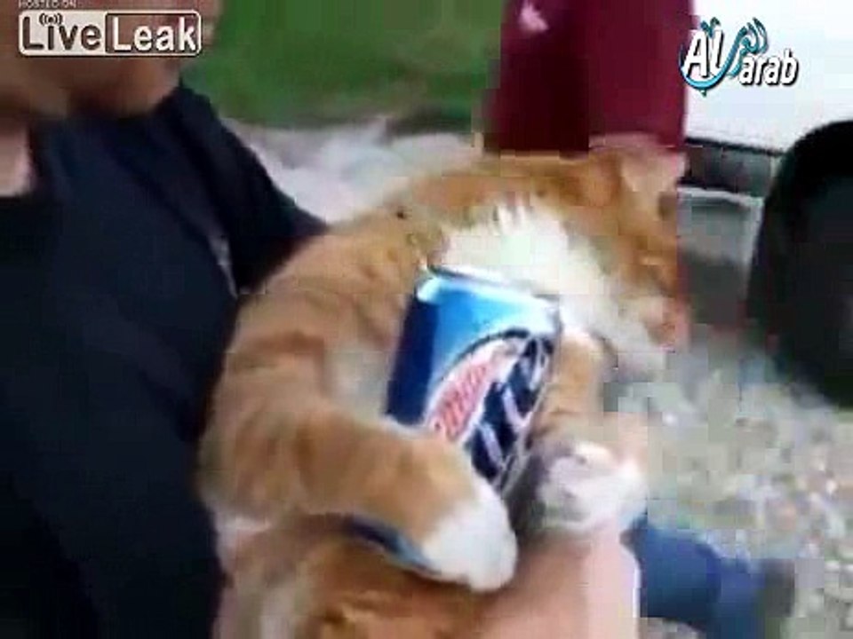 Cat Loves Beer