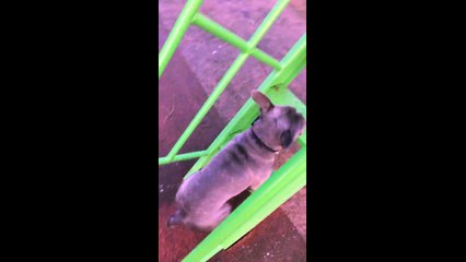 French Bulldog's epic park slide fail